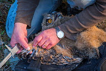Eagle owl (Bubo bubo) chick. Man measuring chick&#39;s wings during ringing session. Netherlands. February 2016.