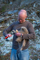 Man ringing Eagle owl (Bubo bubo) chick. Netherlands. February 2016.