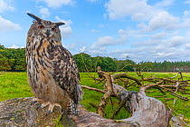 Eagle owl (Bubo bubo) perched on log. Captive, Netherlands. September 2008.