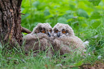 Eagle owl (Bubo bubo), two chicks at nest, Netherlands. May.