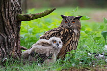 Eagle owl (Bubo bubo), adult and chick at nest, Netherlands. May.