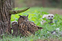 Eagle owl (Bubo bubo), adult and two chicks at nest, Netherlands. May.