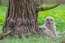Eagle owl (Bubo bubo), two chicks at nest, Netherlands. May.
