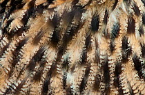 Eagle owl (Bubo bubo), close-up of plumage. Captive, Netherlands. August.