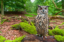 Eagle owl (Bubo bubo) adult perched on log. Captive, Netherlands. August 2011.