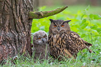 Eagle owl (Bubo bubo) adult and chick at nest, Netherlands. May.