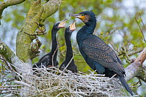 RF - Great cormorant (Phalacrocorax carbo) adult at nest with two chicks. Netherlands. May. (This image may be licensed either as rights managed or royalty free.)