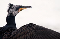 RF - Great cormorant (Phalacrocorax carbo) portrait. Netherlands. January. (This image may be licensed either as rights managed or royalty free.)