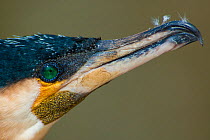 Great cormorant (Phalacrocorax carbo), close-up of head and beak in profile. Netherlands. April.