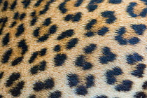 Sri Lankan leopard (Panthera pardus kotiya) fur. Captive, Netherlands.