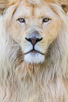 RF - White lion (Panthera leo) male, portrait of head. Captive, Netherlands. (This image may be licensed either as rights managed or royalty free.)