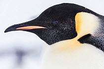 Emperor Penguin (Aptenodytes forsteri) close up detail of head of adult, Gould Bay, Weddell Sea, Antarctica.