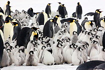 Emperor penguin (Aptenodytes forsteri) adults with young chicks at Snow Hill Island rookery, Antarctica. October.