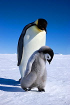 Emperor penguin (Aptenodytes forsteri) walking with young chick at Snow Hill Island rookery, Antarctica. October.