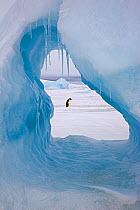 Emperor penguin (Aptenodytes forsteri) viewed through hole in iceberg at Snow Hill Island rookery, Antarctica. November.
