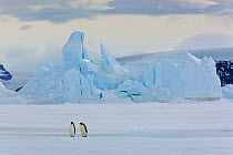 Emperor penguins (Aptenodytes forsteri) with iceberg at Snow Hill Island rookery, Antarctica. October.