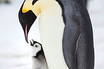 Emperor penguin (Aptenodytes forsteri) feeding chick, Gould Bay, Weddel Sea, Antarctica.