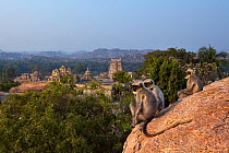 Southern plains grey langurs (Semnopithecus dussumieri). sitting on rocks overlooking ruined temples . Hampi, Karnataka, India.