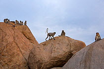 Southern plains grey langurs (Semnopithecus dussumieri). (Semnopithecus dussumieri) and Bonnet macaques (Macaca radiata) sitting on granite rocks. Hampi, Karnataka, India.
