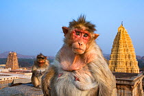 Bonnet macaque (Macaca radiata) female sitting on rocks with the Virupaksha Temple in the background . Hampi, Karnataka, India.