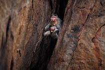 Bonnet macaque (Macaca radiata) female carrying a baby climbing down a rocky crevasse . Hampi, Karnataka, India.