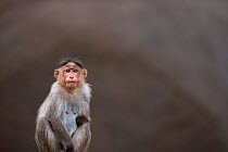 Bonnet macaque (Macaca radiata) female portrait . Hampi, Karnataka, India.