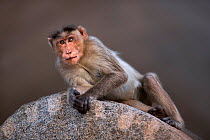 Bonnet macaque (Macaca radiata) male resting on a rock . Hampi, Karnataka, India.