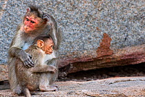 Bonnet macaque (Macaca radiata) female and baby . Hampi, Karnataka, India.