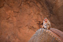 Bonnet macaque (Macaca radiata) female sitting on a carved rock . Hampi, Karnataka, India.
