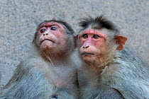 Bonnet macaque (Macaca radiata) females sitting on a ledge of temple . Hampi, Karnataka, India.