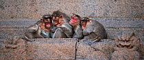 Bonnet macaques (Macaca radiata) huddled on a ledge . Hampi, Karnataka, India.