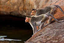 Bonnet macaques (Macaca radiata) showing aggression towards a macaque from another group . Hampi, Karnataka, India.