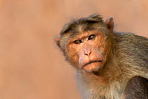 Bonnet macaque (Macaca radiata) male portrait . Hampi, Karnataka, India.