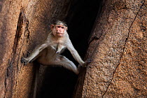 Bonnet macaque (Macaca radiata) female descending a rocky crevasse . Hampi, Karnataka, India.