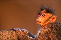Bonnet macaque (Macaca radiata) female portrait . Hampi, Karnataka, India.