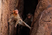 Bonnet macaque (Macaca radiata) juvenile climbing down a rock crevasse . Hampi, Karnataka, India.