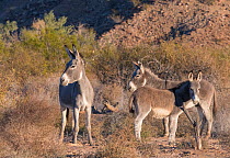 Feral donkies (Equus asinus) surviving along the lower Colorado River drainage. Periodic attempts to control their numbers have had mixed success. Cibola National Wildlife Refuge, Arizona, USA.