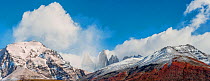 Autumnal Lenga trees (Nothofagus pumilio), on the flanks of Torres del Paine, with new snow from fast moving storm. Torres del Paine, Patagonia, Chile.