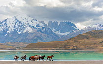 Gaucho herding horses on the shoreline of Lago Almarga in the morning light, with Torres del Paine mountains in background under stormy skies. Patagonia, Chile.
