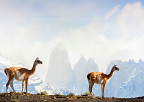 Two Guanacos (Lama guanicoe), against mountains, Torres del Paine National Park, Chile.