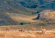 Guanacos (Lama guanicoe) in afternoon light on the Chacabuco grasslands. Aysn Province, Chile.