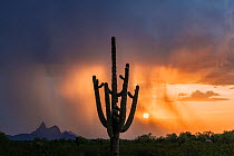 Solitary saguaro cactus (Carnegiea gigantea), Sonoran Desert, Arizona, USA. Piccacho Peak State Park visible in the distance, with heavy rains at sunset.