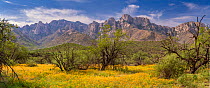 Caltrops summer poppies (Kallstroemia grandiflora) blooming amid mesquite trees (Prosopis sp.) infront of the Santa Catalina Mountains. July, after summer monsoon rains. Catalina State Park, near Tucs...
