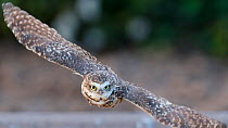 Burrowing owl (Athene cunicularia) in flight, Marana, Arizona, Sonoran Desert, USA.