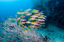 Yellowfin goatfish (Mulloidchthys vanicolensis) with black corals. Triton Bay, West Papua, Indonesia.