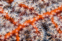 Polyps on gorgonian fan coral. West Papua, Indonesia.
