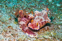Nudibranch (Ceratosoma sp.) pair. Puerto Galera, Philippines.