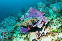 Map puffer (Arothron mappa) at rest on a sponge. West Papua, Indonesia.