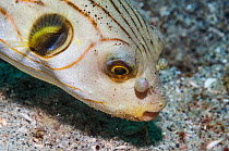 Striped puffer (Arothron manilensis) with deformed &#39;nostrils&#39;. Puerto Galera, Philippines.