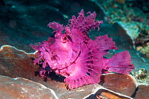 Paddle-flap scorpionfish (Rhinopias eschmeyeri) Puerto Galera, Philippines.